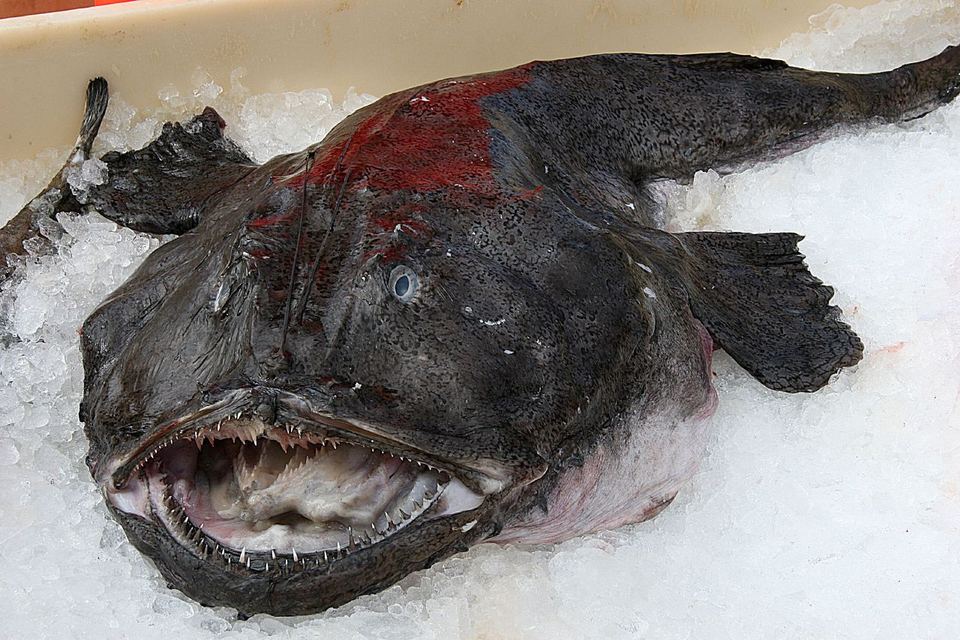 A fresh monkfish with its mouth open resting on crushed ice