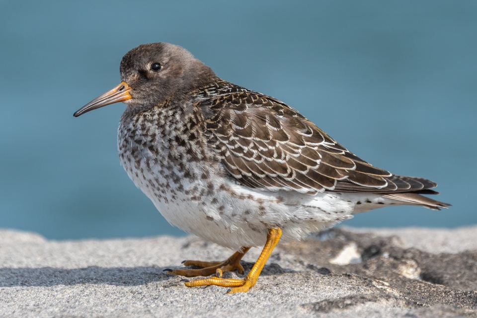 A purple sandpiper standing on a gray stone ledge with blue ocean water in the background.