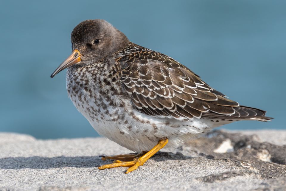 Close-up of a speckled purple sandpiper standing on a concrete wall by the sea.