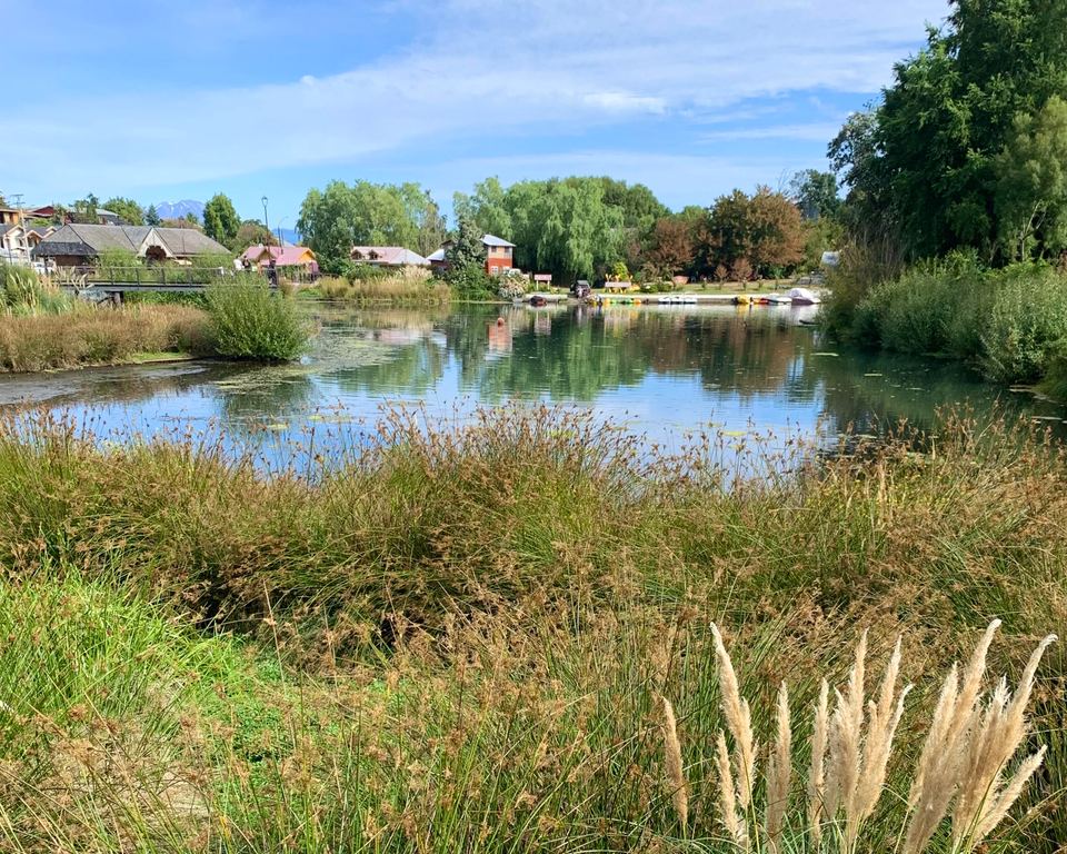 Tall grasses and reeds in the foreground overlooking a calm pond with green trees and small buildings under a blue sky.