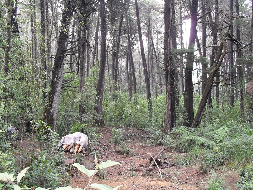 A dirt trail winding through tall pine trees and lush green foliage in Parque Arví forest.