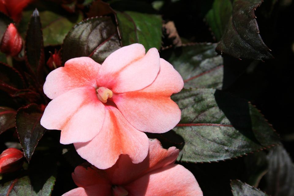 Close-up of a bright pink flower with dark green leaves in soft sunlight.