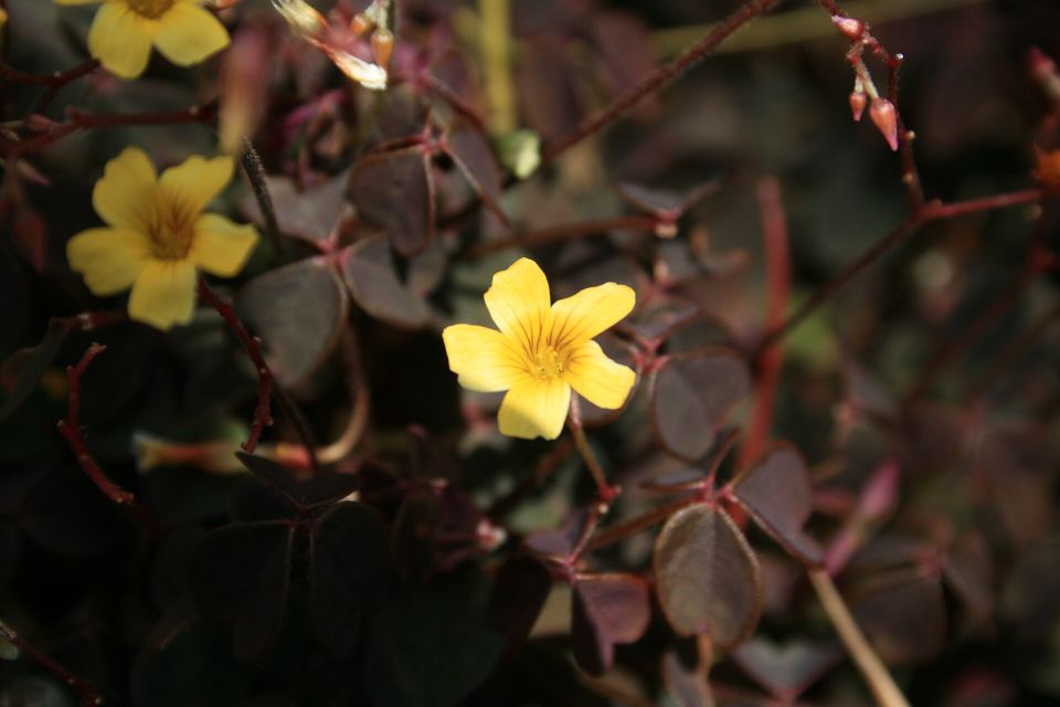 A small five-petaled yellow flower surrounded by dark purple clover leaves.