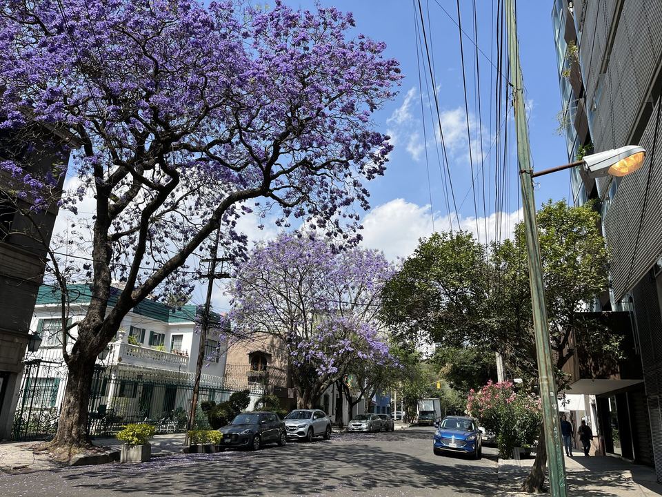 Jacaranda trees in bloom on a residential street in La Condesa, Mexico City