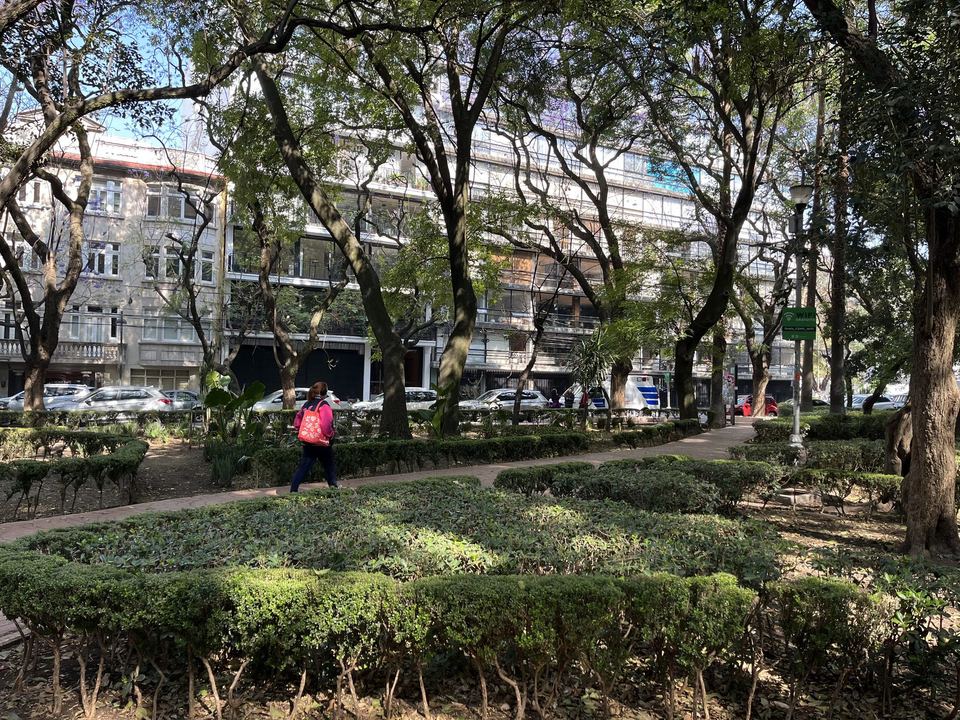 A tree-lined avenue with a planted central median in La Condesa