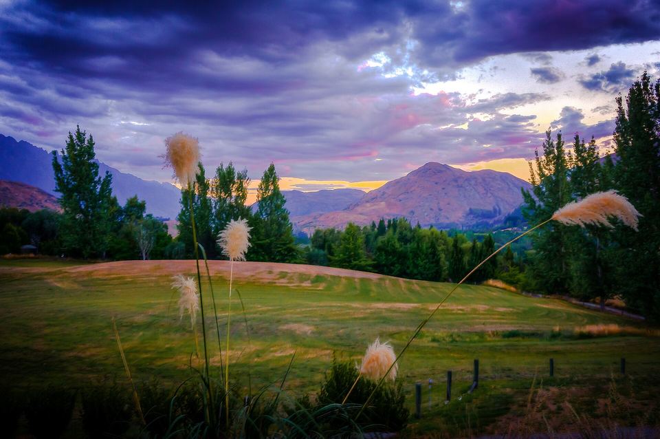 Feathery white grass plumes in the foreground against a purple sunset sky over rolling hills.