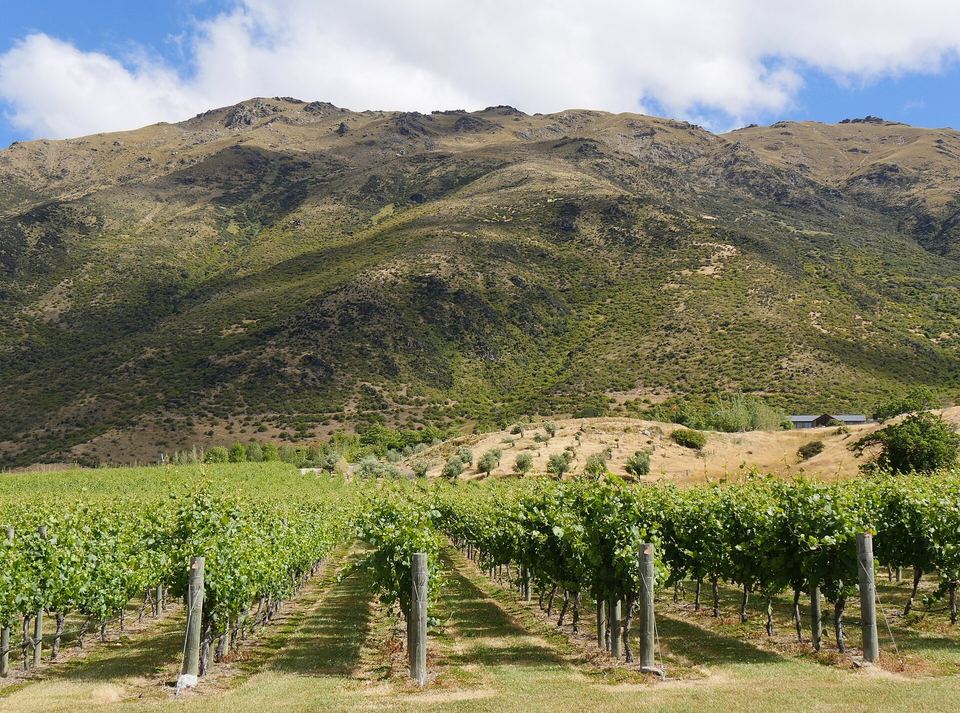 Rows of vines in the Gibbston Valley beneath dry Central Otago hills.