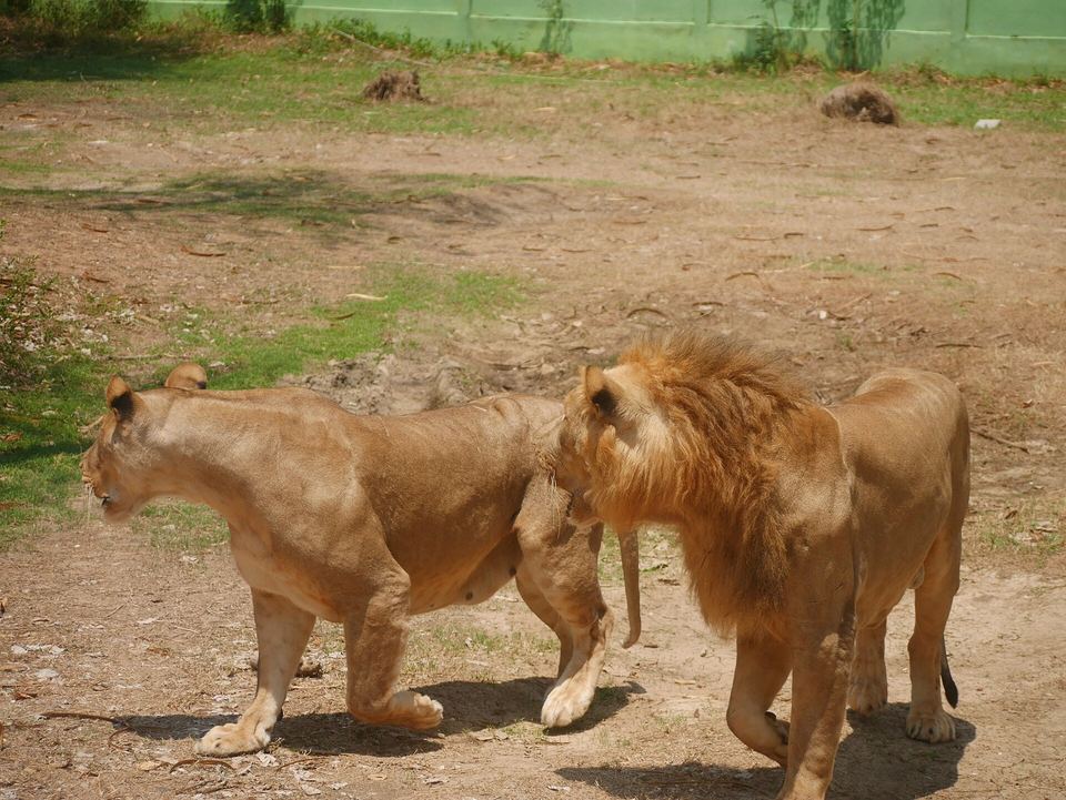 Lions in the open drive-through enclosure at Safari Park, Kanchanaburi